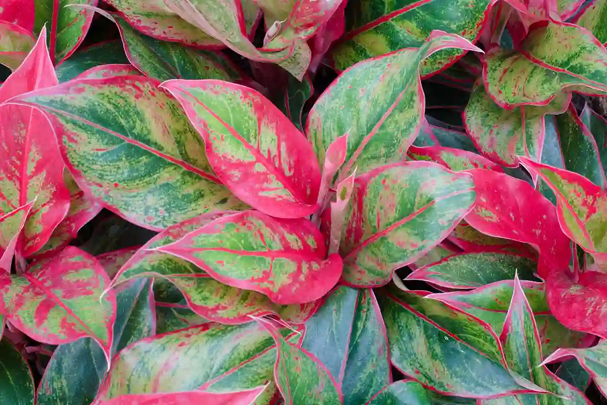 Aglaonema (Aglaonema)