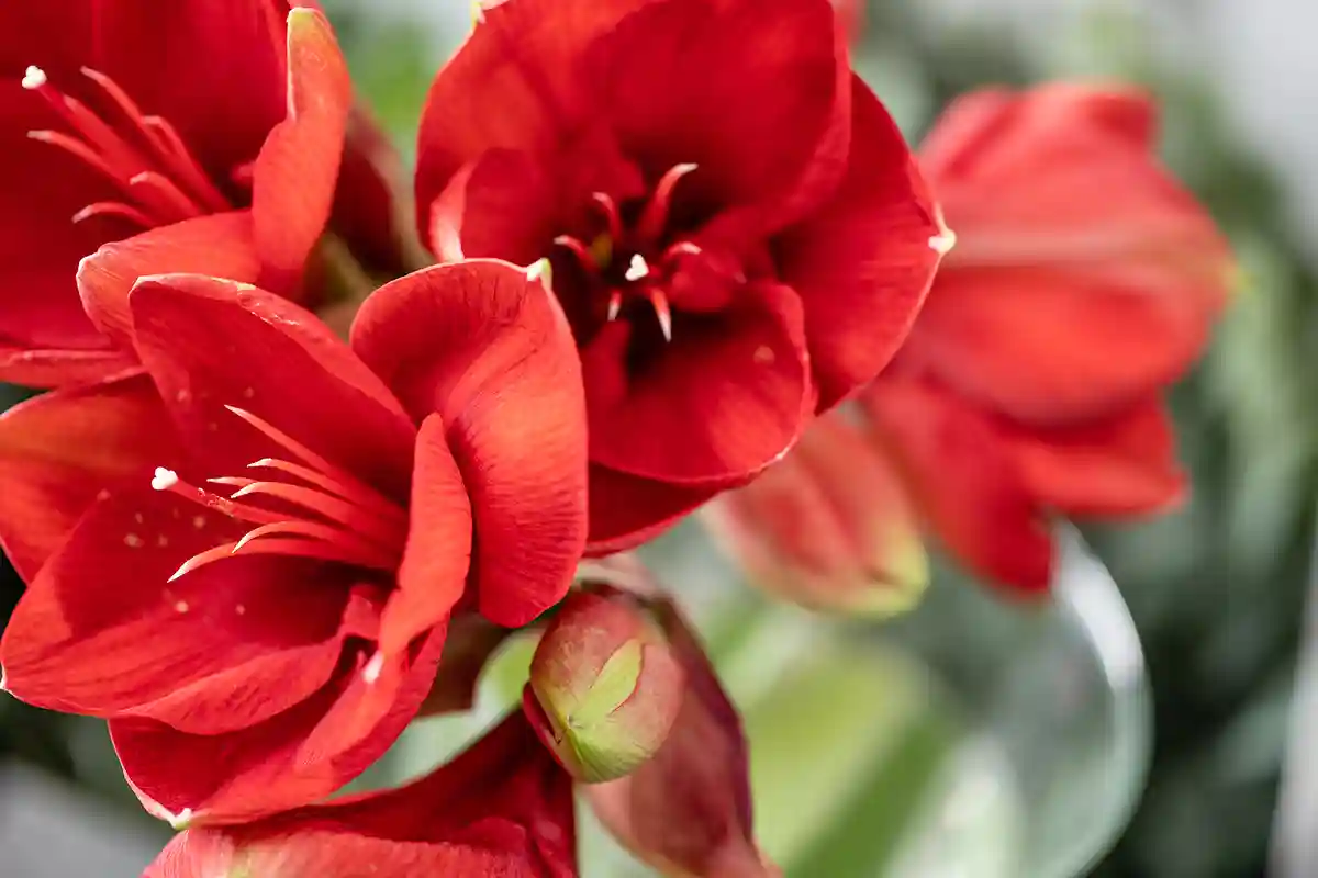 Amarilis (Amaryllis)