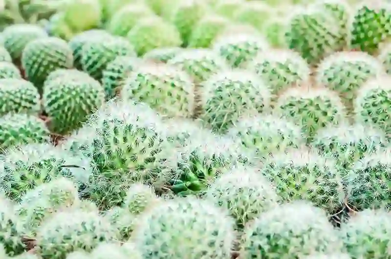 kaktusas zvakidis Cephalocereus