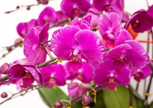Orchidėjų rūšys 
