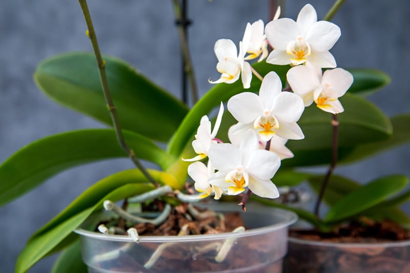 orchideja vazone