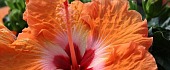Kinrožė (Hibiscus)